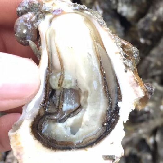 饶平县生蚝 海水 1-2两/只 鲜活水产