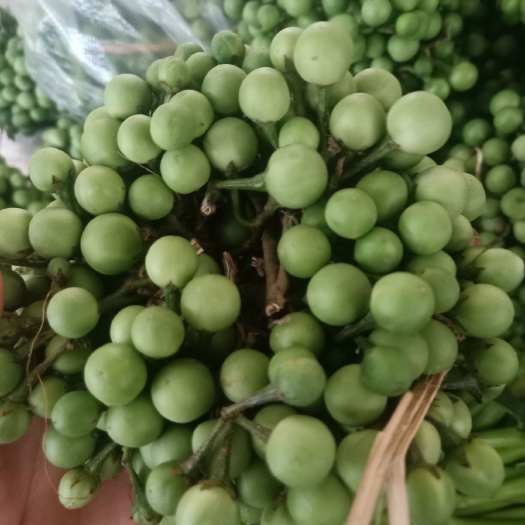 山野菜  云南普洱苦子果_也叫刺茄_野山茄_鲜货