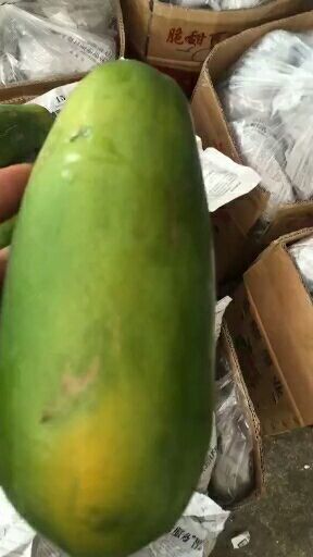 灵山县 包邮大青红心木瓜苗