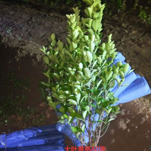 定州市 大叶黄杨冬青球价格低质量好