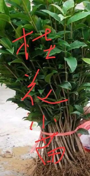 洛阳 桂花树