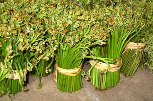 银川 新鲜蕨菜，现采现卖