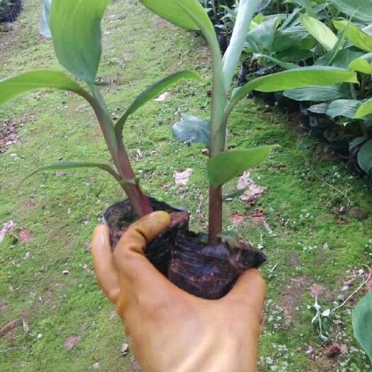 灵山县南洋红香蕉苗  红肉香蕉苗