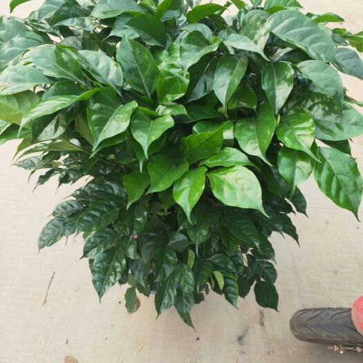 东莞市海南菜豆树 中文名称绿宝树