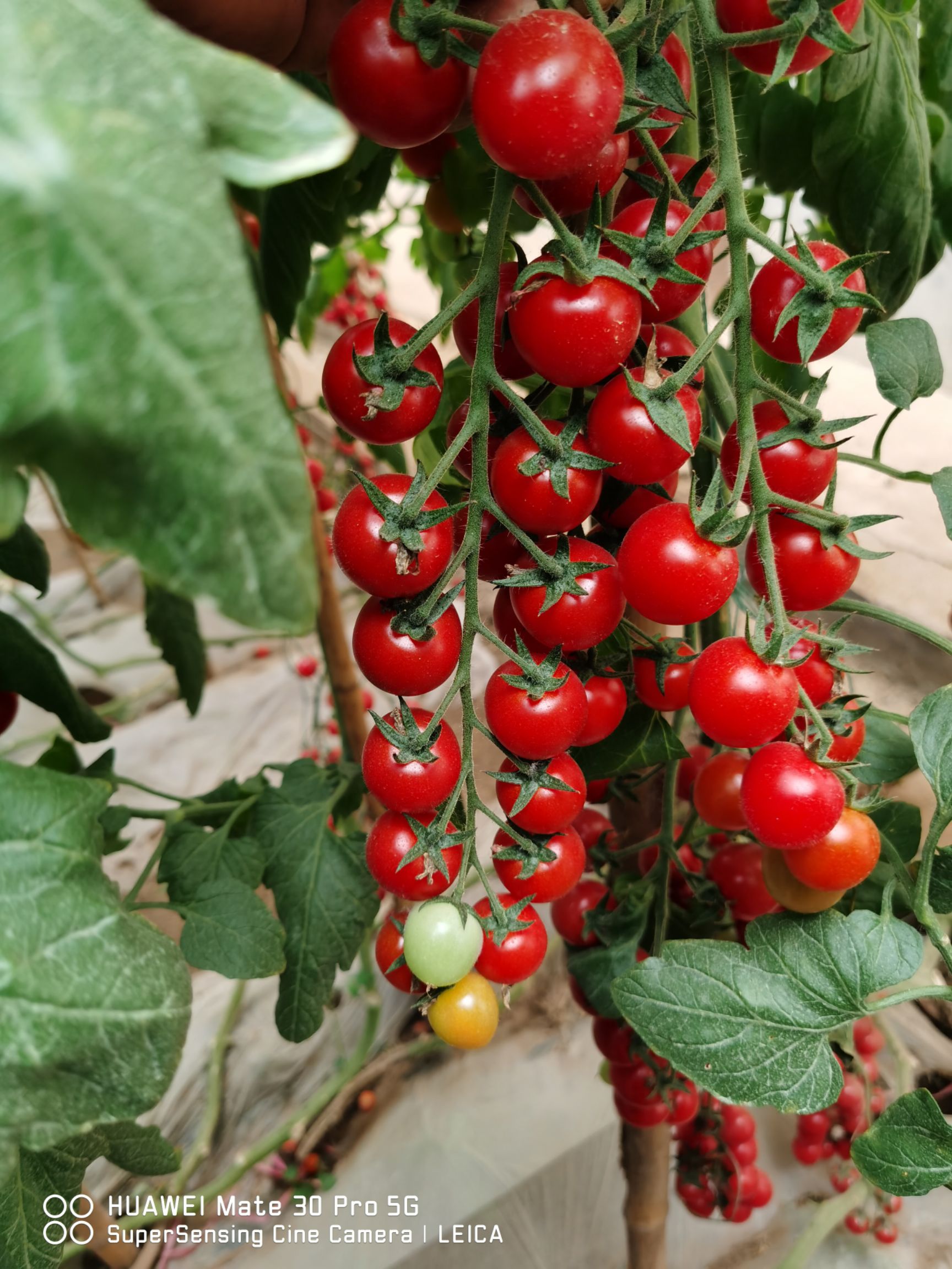 樱桃西红柿苗  植株长势强耐高温壮易管理抗病强果实粉色口不感好硬度高萼片美观