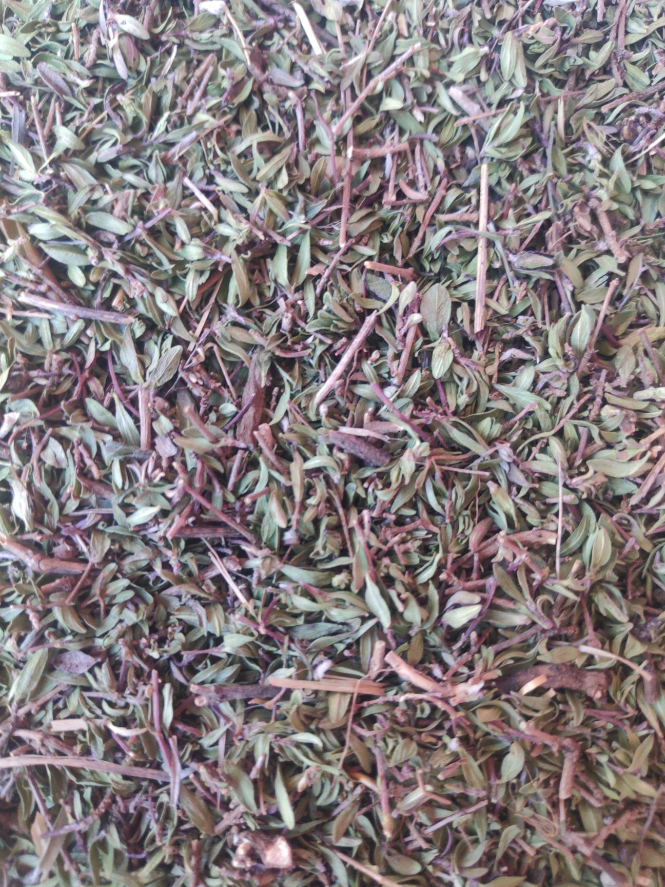  陕北山上自采地椒