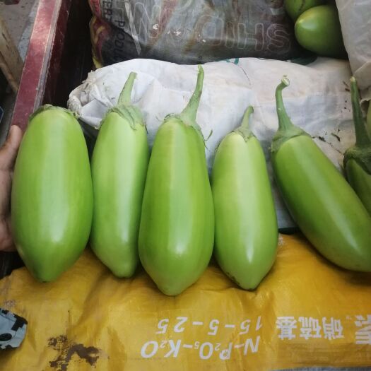 新野县本地青茄子大量上市了价格便宜了可天天发车