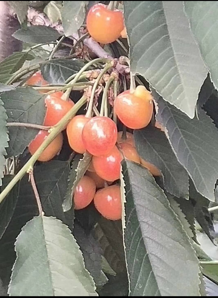  水晶  樱桃中的皇后之称