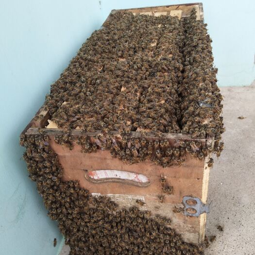 宣城中华蜜蜂  皖南蜜蜂  蜜蜂  皖南中蜂群本市可以送货，外地