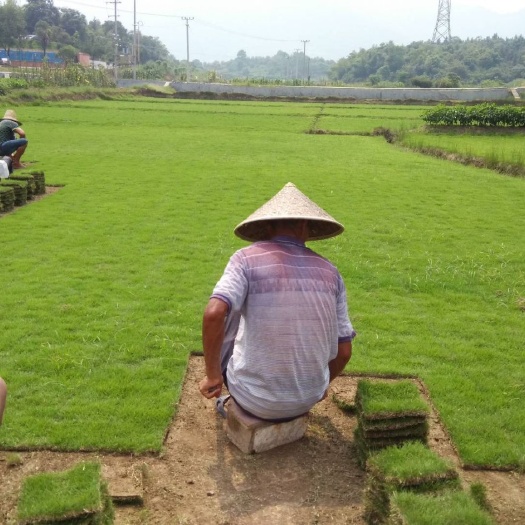 郴州马尼拉草皮 大量批发马尼拉草，草，百慕大，杨梅，柚子树批发