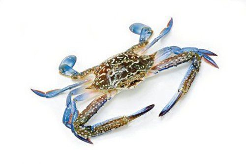 湛江 海蟹