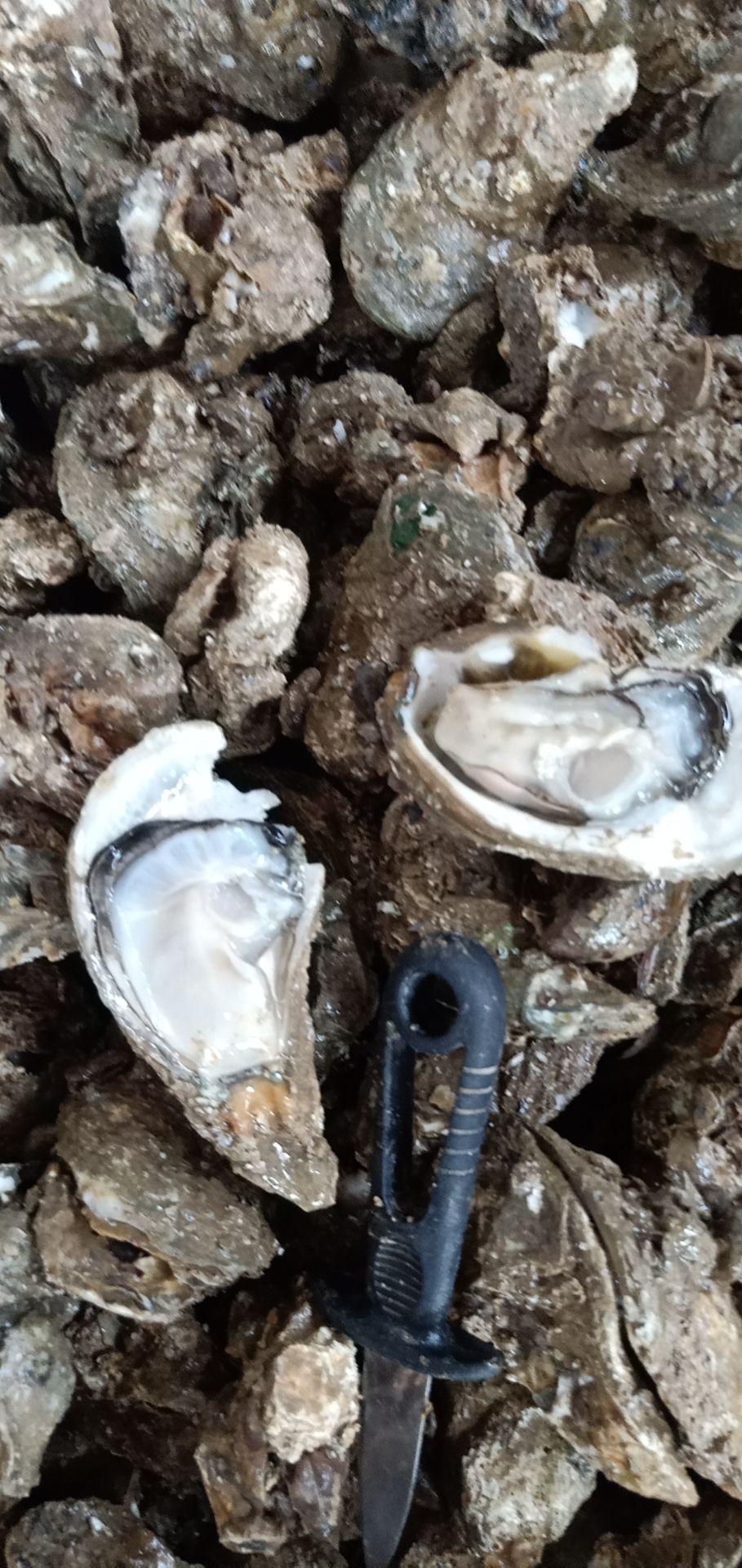 台山蚝 小小蚝  A货  台山  珠海 阳江 湛江各类的生蚝