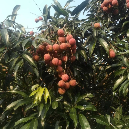 钦州 荔枝 黑叶荔枝