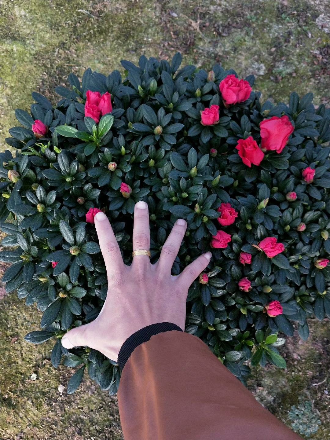 西洋杜鹃  杜鹃花，福建龙岩基地直销 梅红 西玛  桃红 樱桃红 悬崖