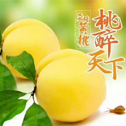 炎陵县 炎陵黄桃，绿色种植