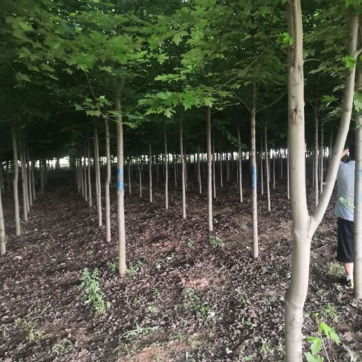 郯城县 美国红枫6-20公分量大