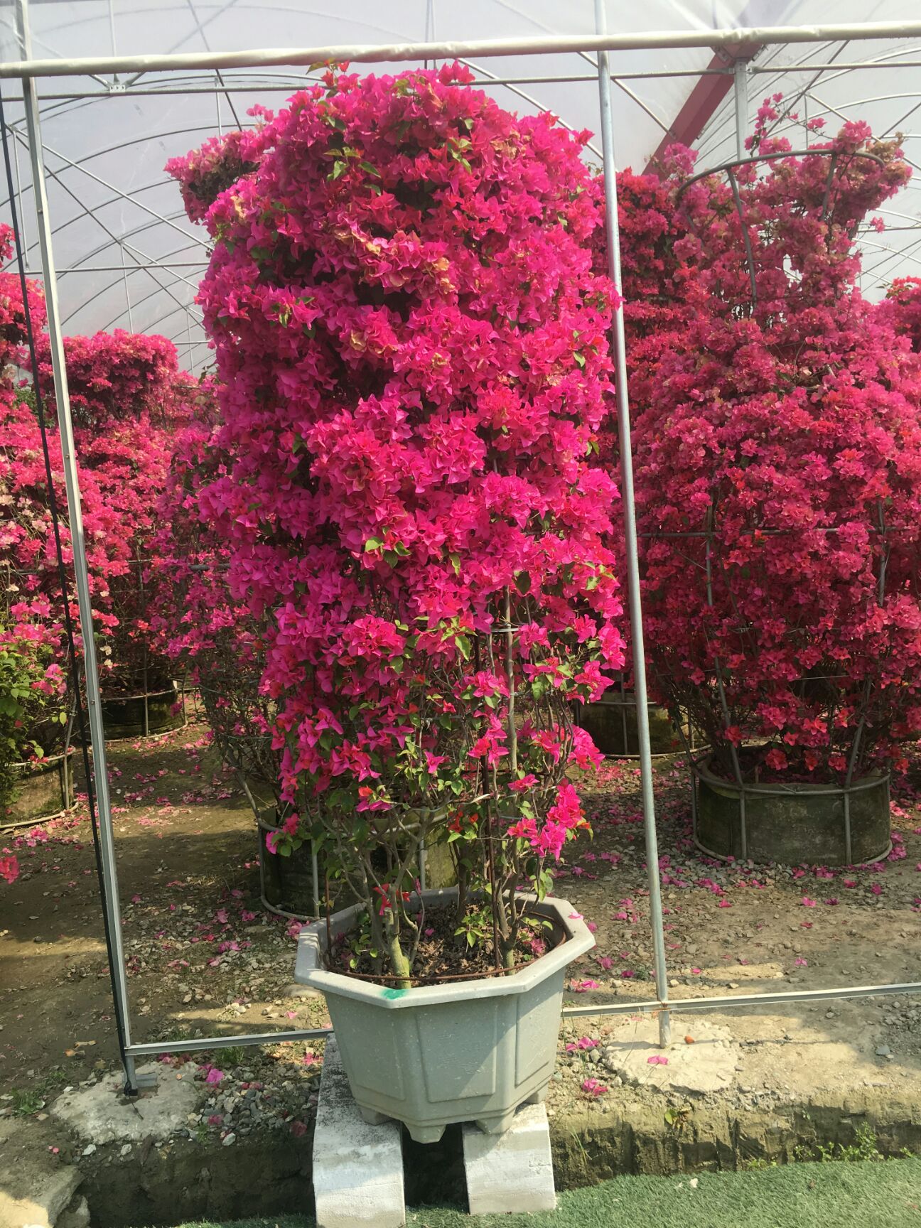  成都三角梅基地成都三角梅价格紫花三角梅红花三角梅