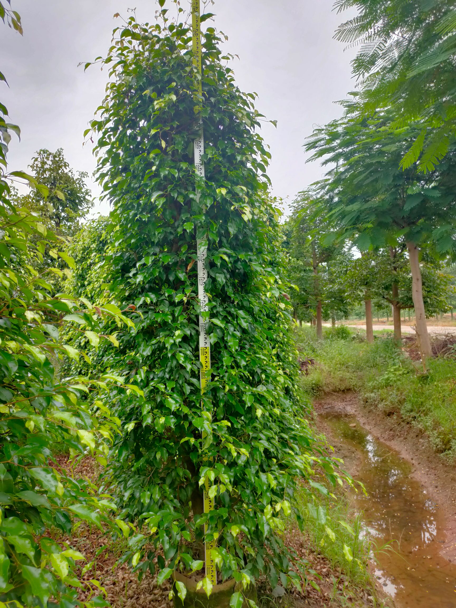 [ 火山榕]大量上市,货源充足,欢迎大家前来选购!