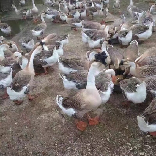 南宁 汕头狮头鹅苗