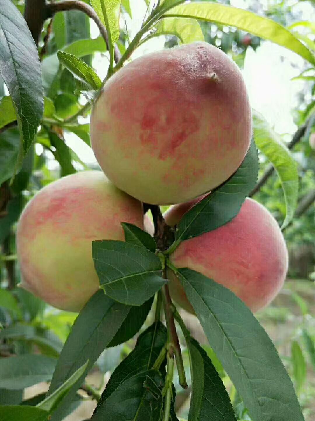  毛桃大量上市了