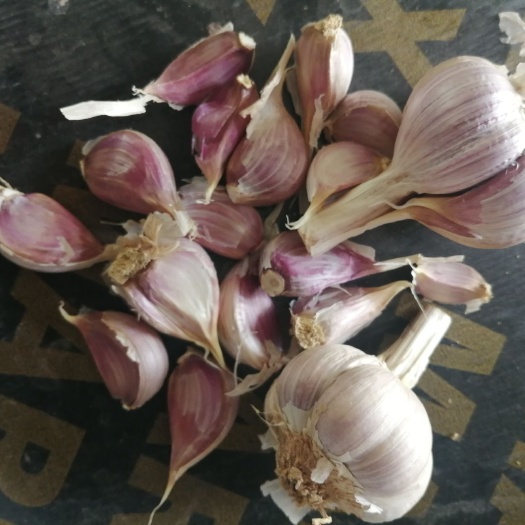 丰县红皮蒜 江苏省徐州市丰县 混级统货 新蒜 库外蒜 鲜蒜