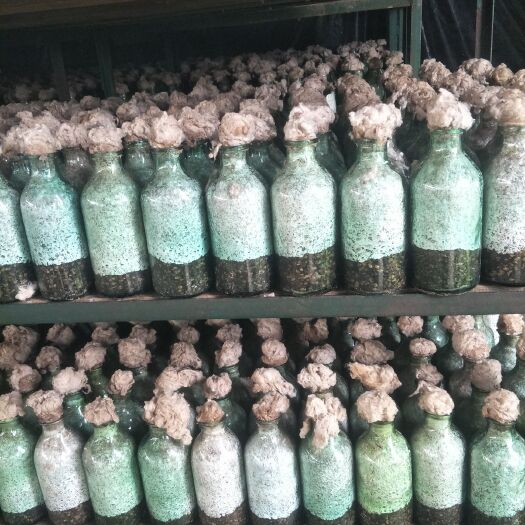 大邑县大球盖菇菌种