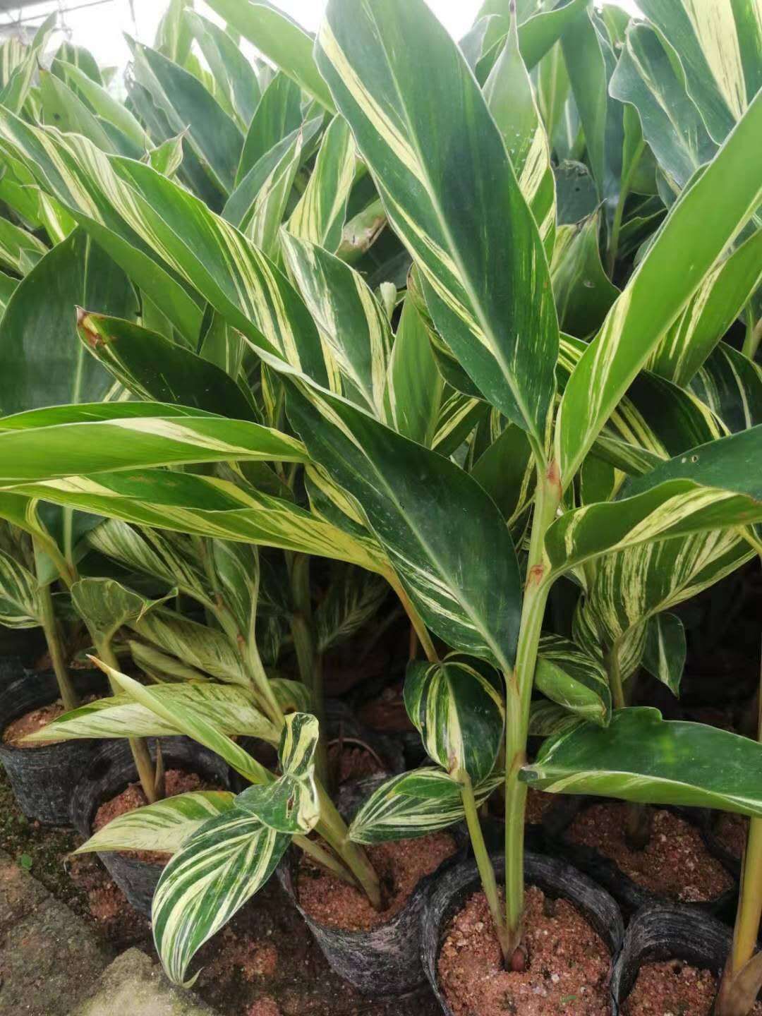 花叶良姜盆栽  花叶良姜，福建园林绿化地被苗，基地自销，大量
