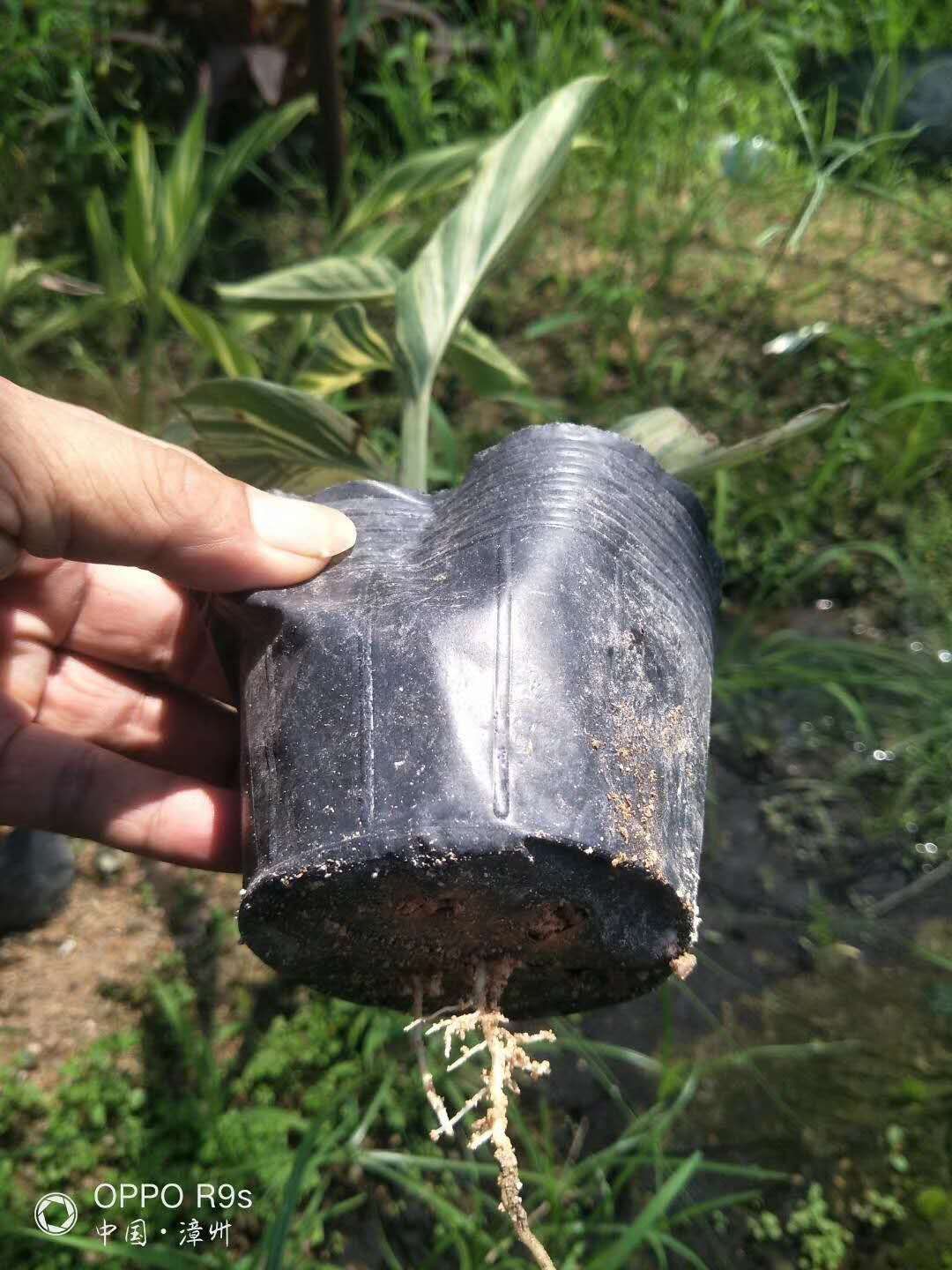 花叶良姜盆栽  花叶良姜，福建园林绿化地被苗，基地自销，大量