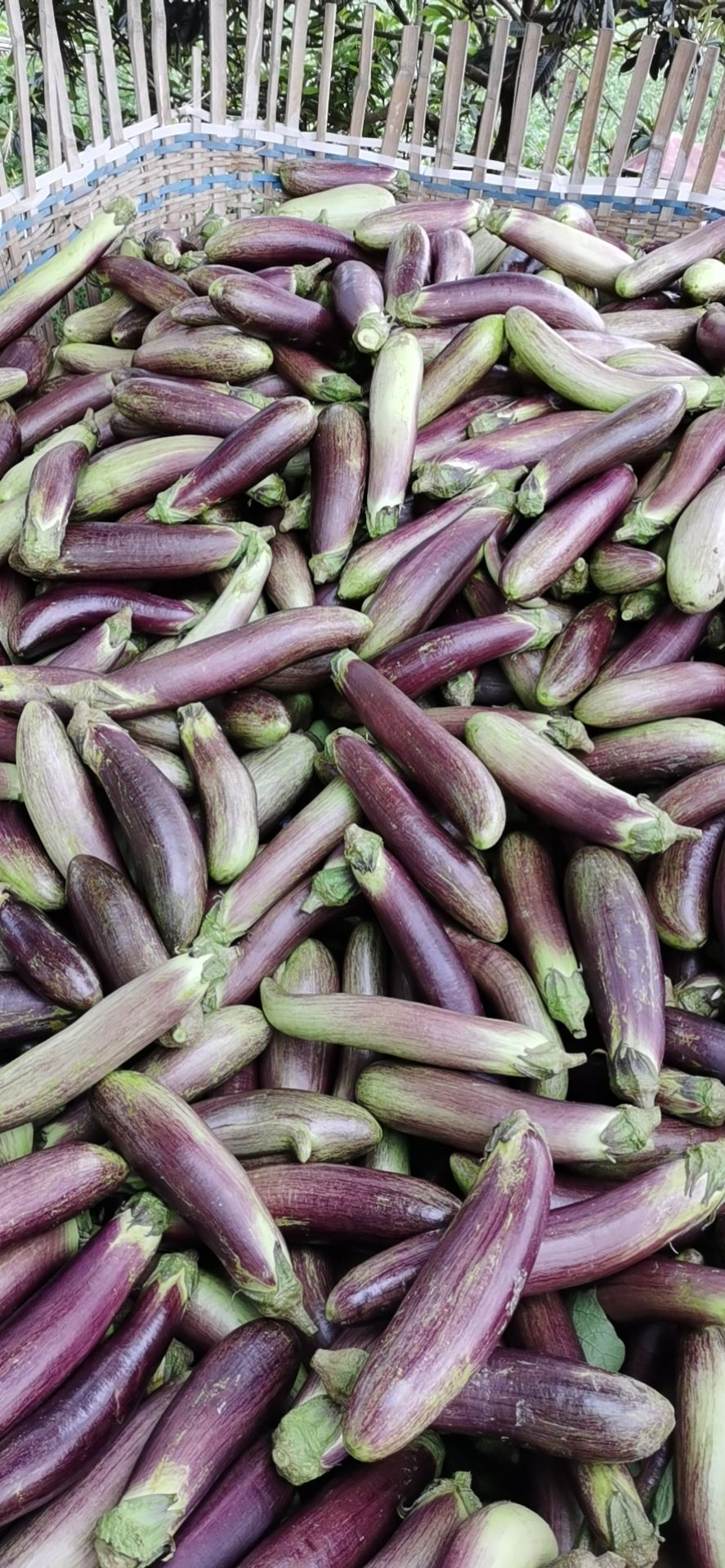 茄子 优质冰川竹丝茄