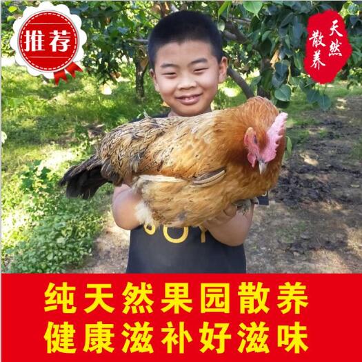 晋州市 晋州梨园鸡散养鸡溜达鸡老母鸡花胶花参母鸡汤