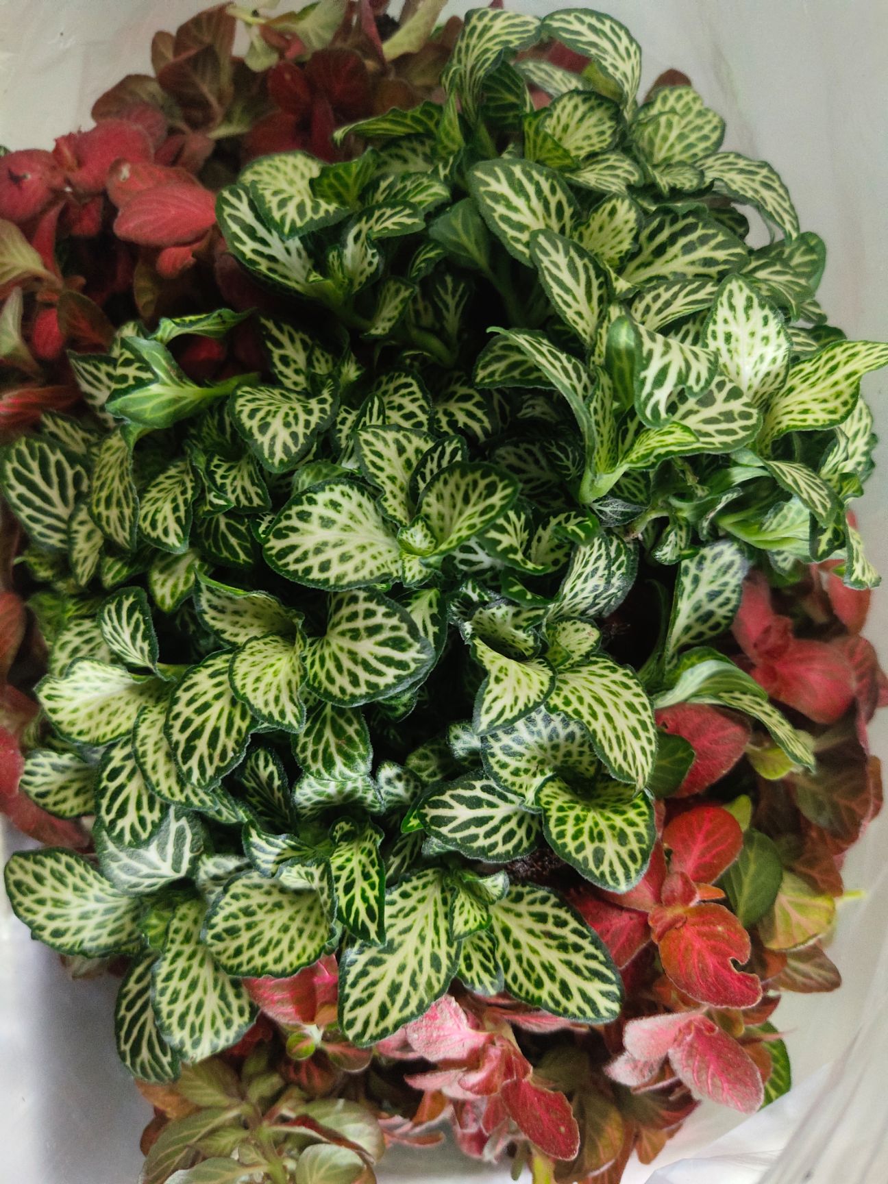 网纹草盆栽 惠美鲜花园林批发网纹草网文叶