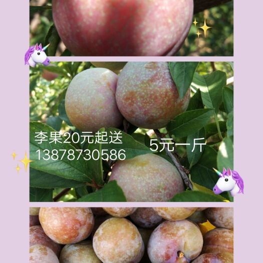 大新县 钱排银妃脆甜三华李