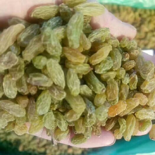 沧县无核葡萄干 1年以上