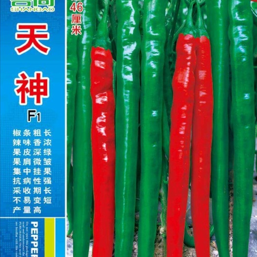 樟树市【天神】一代杂交辣椒种子深绿皮粗长线椒种子高产抗病强辣味香