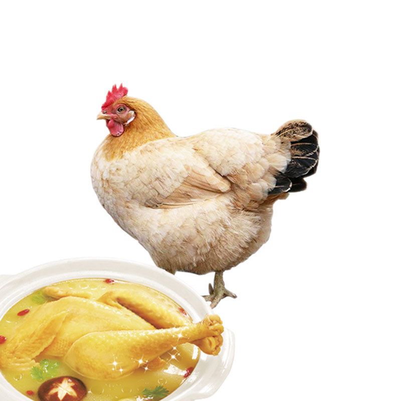  正宗2年土鸡农家散养老母鸡草鸡笨鸡柴鸡鸡肉整只月子鸡批发包邮