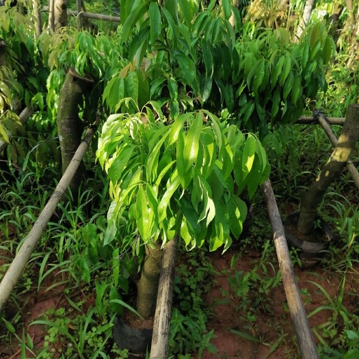 灵山县仙进奉荔枝苗 靓