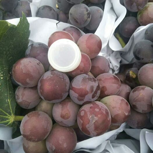单县 万亩葡萄基地直销中，串行好，口感好，量大质量有保障