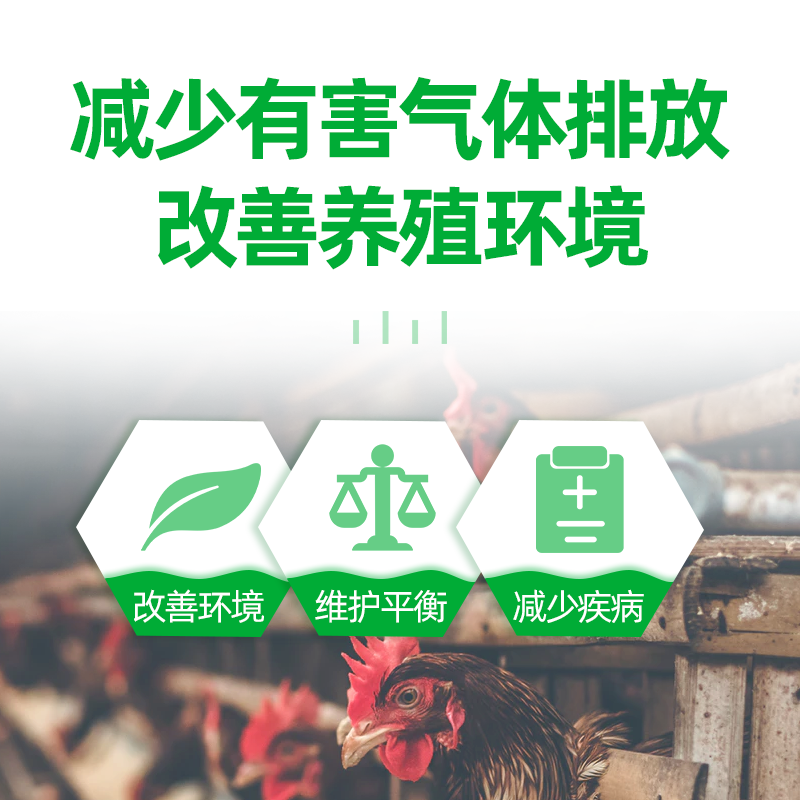 白金肽 蛋鸡增加产蛋量