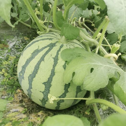 全州县8424西瓜 6斤打底 8成熟 1茬