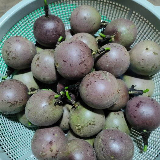 广南县紫香一号百香果 40 - 50克