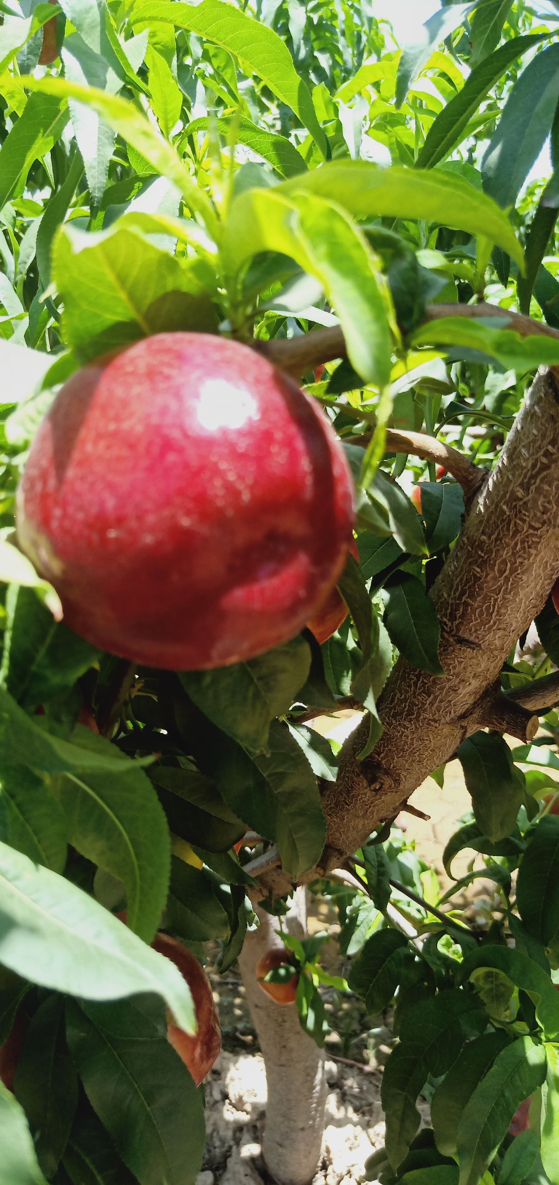  精品中油十八号油桃，颜色全红全红，硬度高，耐运输