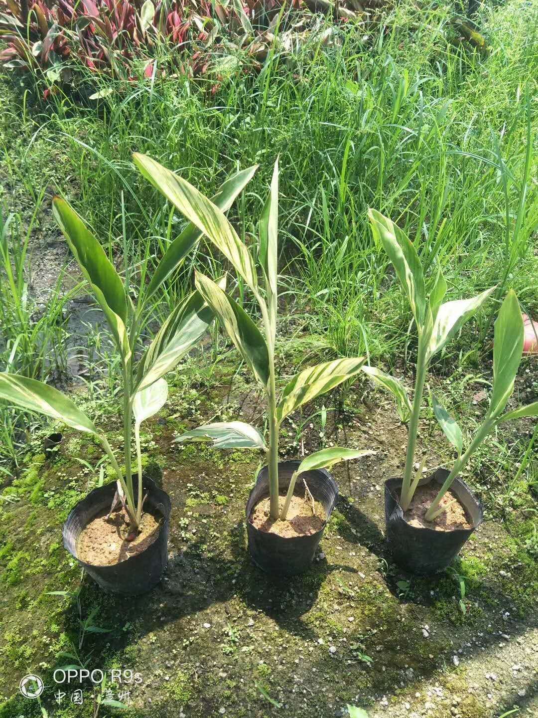 花叶良姜盆栽  花叶良姜，福建园林绿化地被苗，基地自销，大量
