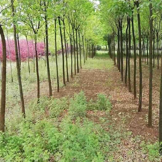 青岛 速生白蜡
