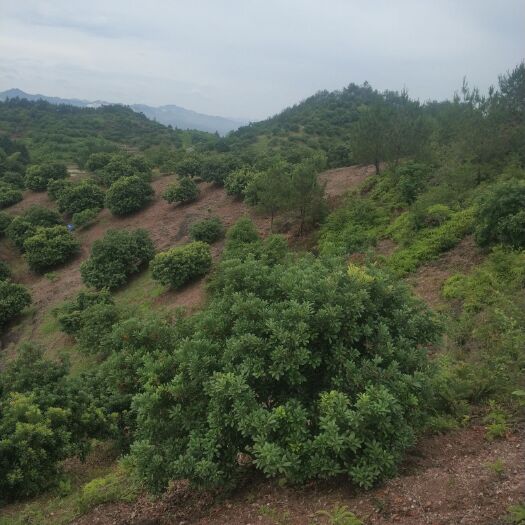 仙居县 杨梅新鲜水果正宗仙居东魁荸荠大鲜杨梅时整箱10斤现摘现