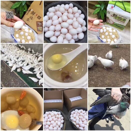 永嘉县 全散养美国白玉王鸽鸽子蛋和土鸡蛋