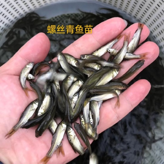 眉山青鱼苗  本养殖场以十多年历史，以畅销四川`云南贵州重庆…