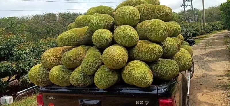 保亭县海南菠萝蜜批发批发批发