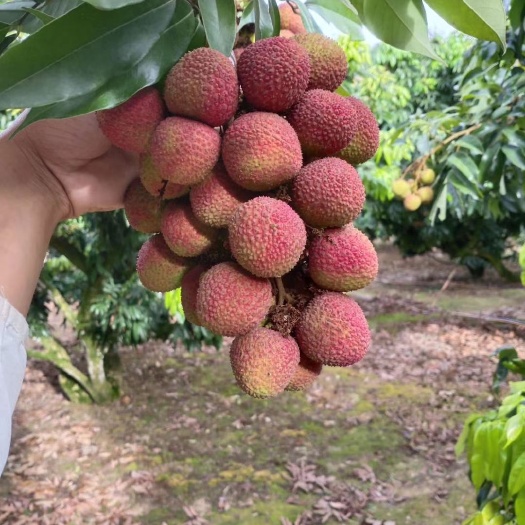 灵山县 灵山荔枝（妃子笑）