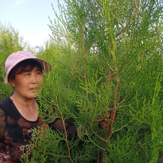 富平县窄冠侧柏 大田侧柏