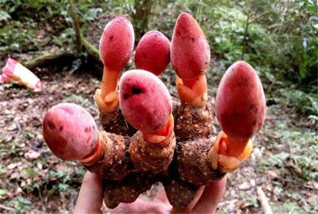 宁陕县中药材回春草  陕西秦岭回春草，一手货源，含量达标，保证质量。